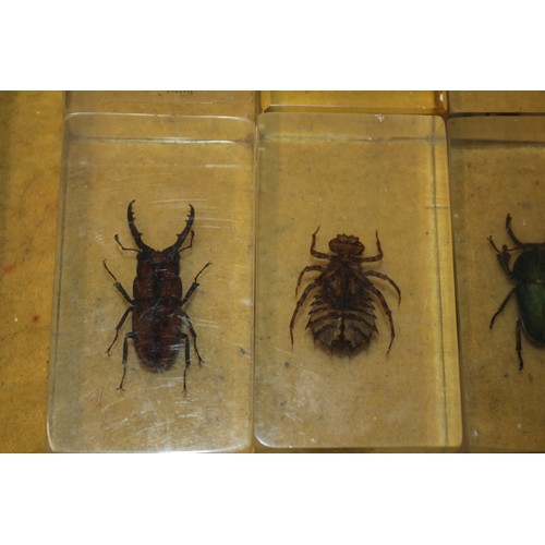 116 - Insect Specimens in Resin