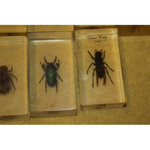 116 - Insect Specimens in Resin