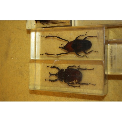 116 - Insect Specimens in Resin