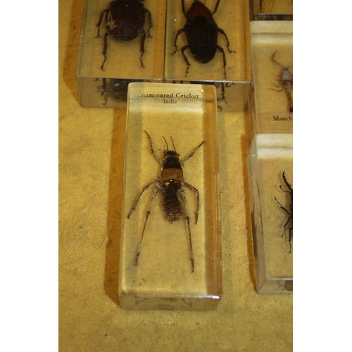 116 - Insect Specimens in Resin