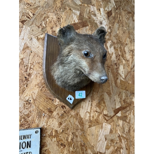 Taxidermy fox head on plaque