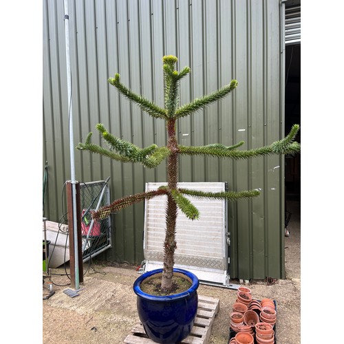 536 - Monkey puzzle Tree including pot