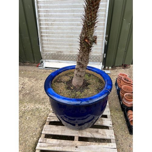 536 - Monkey puzzle Tree including pot