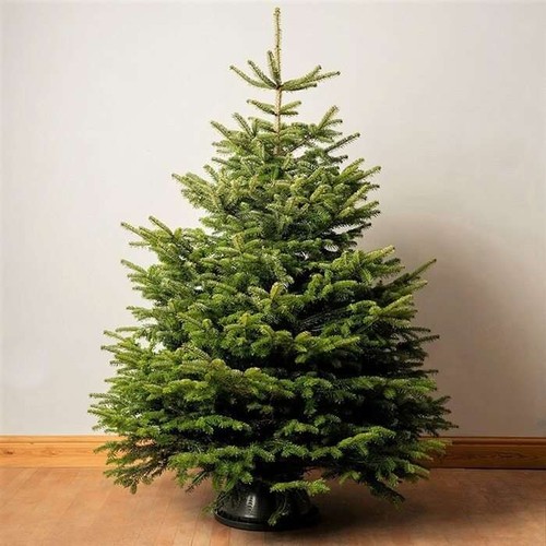 876 - XMAS TREES LARGE 7FT TREES ONLY £36 !! HALF THE RETAIL PRICE !! WE HAVE 200 OF THESE NETTED NORDMANN... 