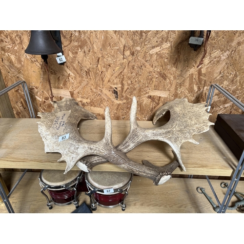 83 - Pair Fallow deer antlers