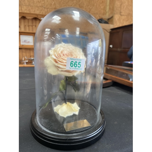 665 - RG12 glass dome with eternal rose