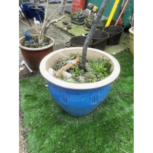 105 - large blue pot including plant