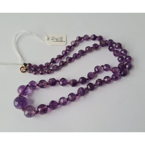 Lot 243       