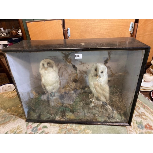 1685 - A pair of white owls in a gazed case