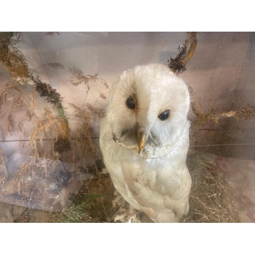 1685 - A pair of white owls in a gazed case