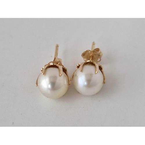 105 - A pair of pearl earrings 14ct gold 2,5 gms