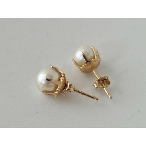 105 - A pair of pearl earrings 14ct gold 2,5 gms