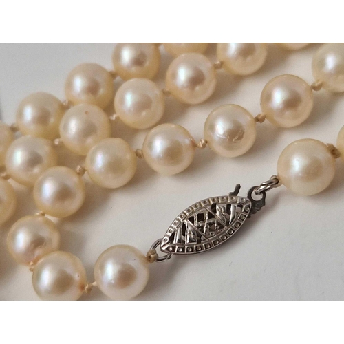 494 - A row of pearls, 16.5 inch