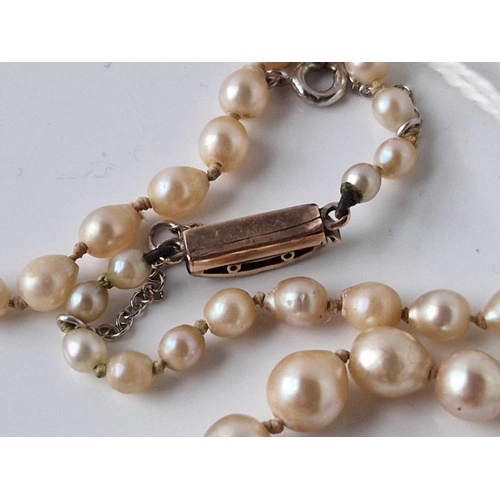 388 - A row of pearls with gold and diamond clasp 19 inch