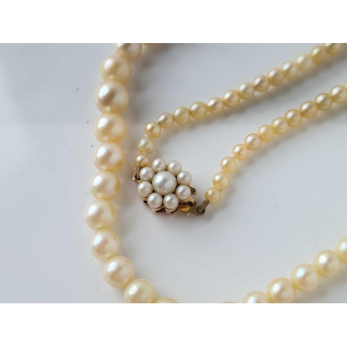 423 - A string of cultured pearls 15 inch