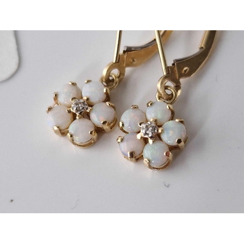 510 - A pair of opal cluster ear pendant set in gold