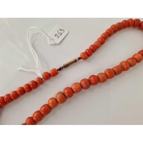 253 - A Victorian red coral bead necklace with gold safety clasp 14 inch