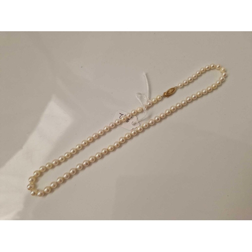 342 - A string of uniform cultured pearls each pearl 5mm diameter on a 14ct gold clasp 16.5 inch