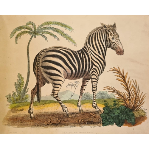 41 - After William Darton
 Colour engraved plates of exotic, domestic and other animals to include the ca... 