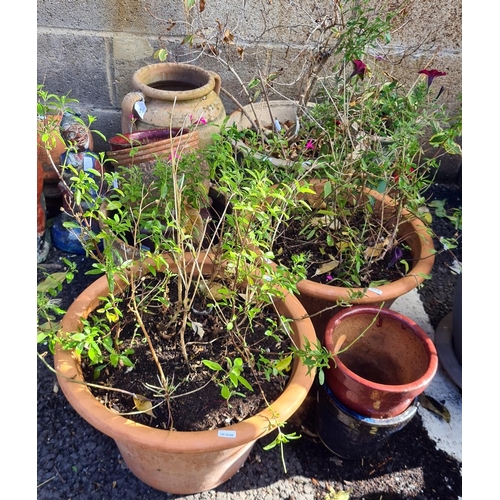 434 - Three large terracotta planters, 42cm diameter, a terracotta two-handled anphora and other garden po... 