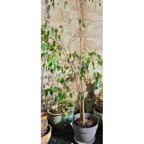 435 - Tall three-stemmed weeping fig plant, 2.5m high