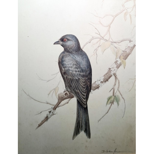 456 - D Silva-Fon...(seca (?)
 Pencil and crayon drawing
 Study of a bird on a branch, signed, 32cm x 24.5... 