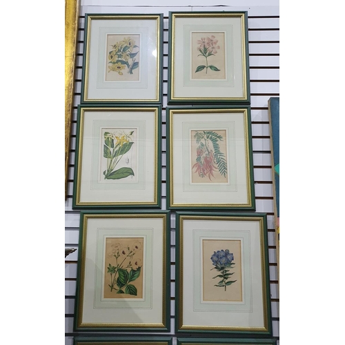 349 - 12 19th century botanical coloured prints, all framed to match