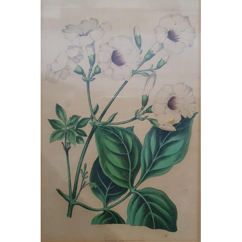 349 - 12 19th century botanical coloured prints, all framed to match