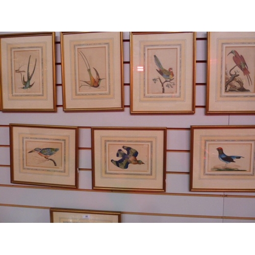 89 - After Richard  Polydore  Nodder  (1795-1820)
 Set of eight coloured engravings 
 Various exotic bird... 