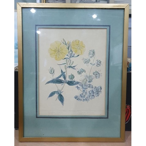 371 - Assorted prints, mirrors to include print of Peter Rabbit, botanical studies, etc (1 box)