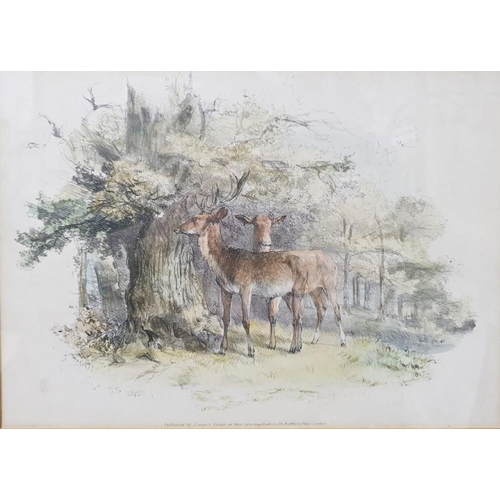 388 - Two coloured lithographs
 Deer, published by S & J Fuller at their Sporting Gallery, 34 Rathbone Pla... 