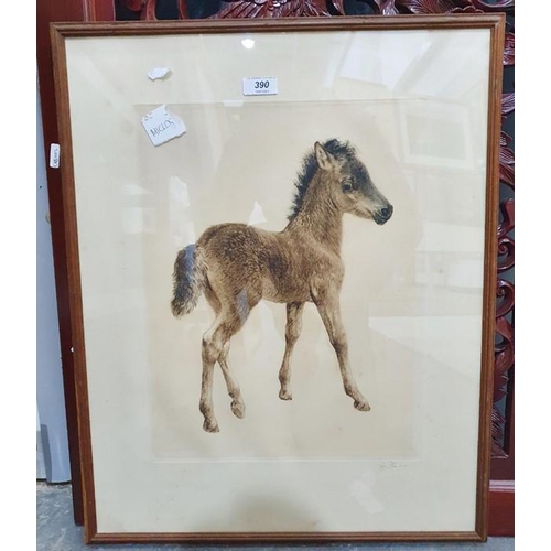 390 - After Kurt Meyer-Eberhardt (German 1895-1977)
 Coloured etching
 Foal, signed in pencil, 39cm x 30cm