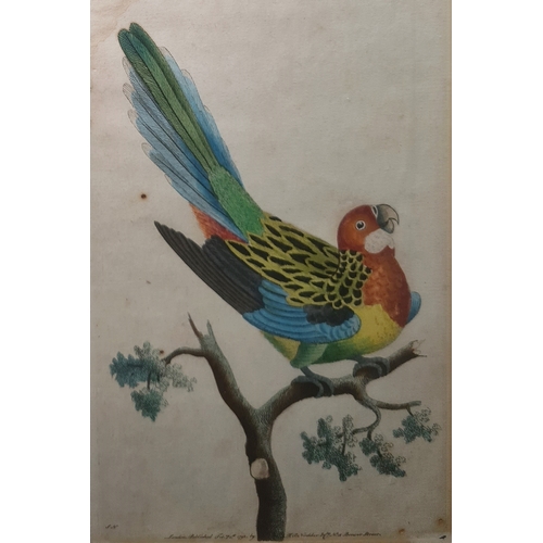 386 - After Richard  Polydore  Nodder  (1795-1820)
 Set of eight coloured engravings 
 Various exotic bird... 