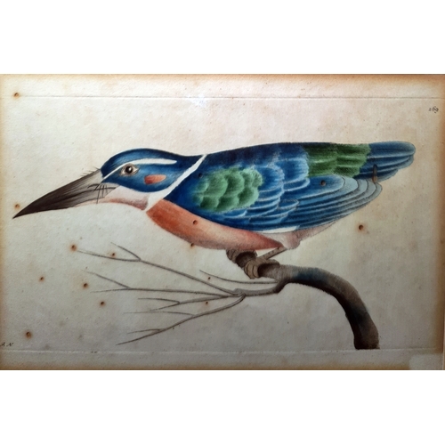 386 - After Richard  Polydore  Nodder  (1795-1820)
 Set of eight coloured engravings 
 Various exotic bird... 