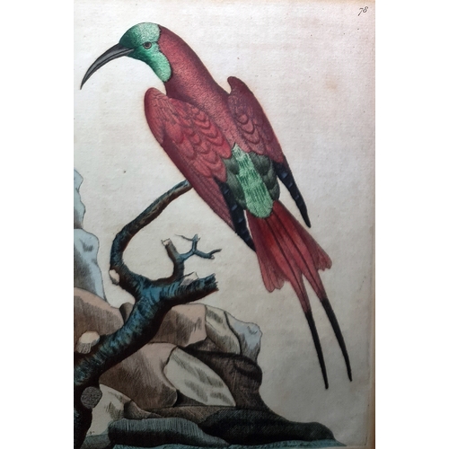 386 - After Richard  Polydore  Nodder  (1795-1820)
 Set of eight coloured engravings 
 Various exotic bird... 