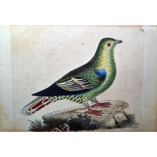 386 - After Richard  Polydore  Nodder  (1795-1820)
 Set of eight coloured engravings 
 Various exotic bird... 