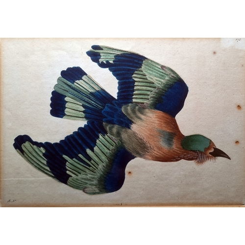 386 - After Richard  Polydore  Nodder  (1795-1820)
 Set of eight coloured engravings 
 Various exotic bird... 