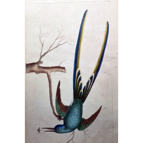 386 - After Richard  Polydore  Nodder  (1795-1820)
 Set of eight coloured engravings 
 Various exotic bird... 