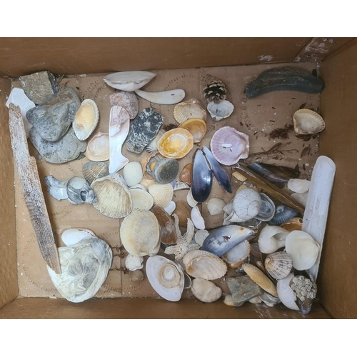 130 - Conch shell, other shells, driftwood, etc (1 box)