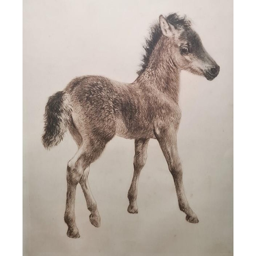 268 - After Kurt Meyer-Eberhardt (German 1895-1977)
 Coloured etching
 Foal, signed in pencil, 39cm x 30cm