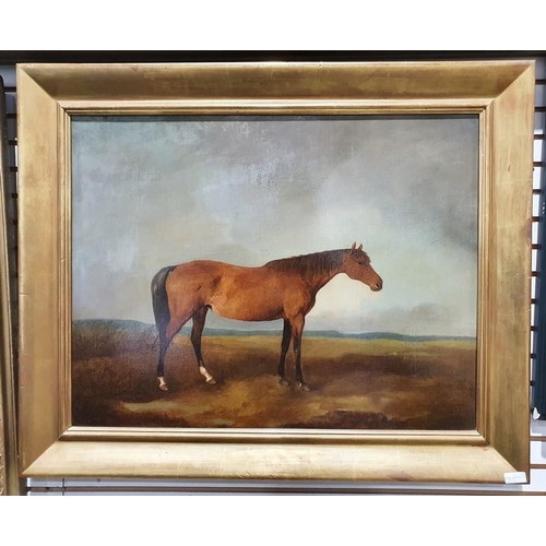 485 - 19th century school
 Oil on canvas
 Study of a horse 
 Unsigned
 56cm x 72.5cm