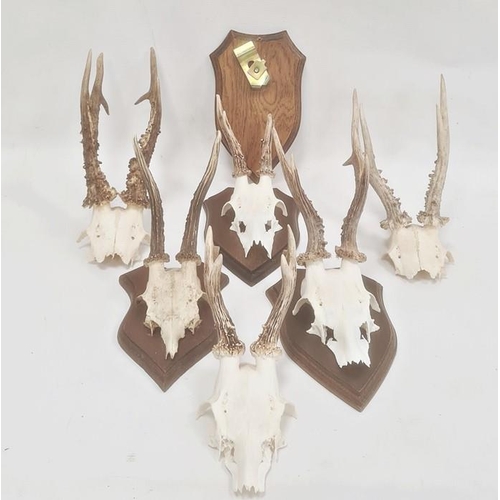 156 - Set of four miniature deer horns, each mounted on oak shield and two pairs unmounted (6)