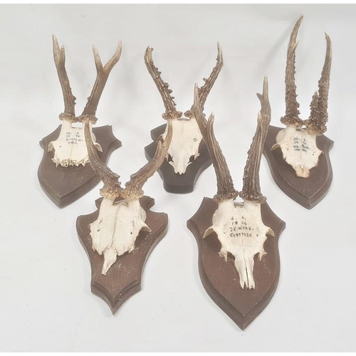 157 - Set of five German miniature deer horns, each mounted on oak shield, approx. 35cm and smaller