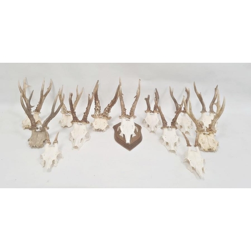 158 - Pair of deer antlers, mounted on oak shield and twelve others, various unmounted (13)