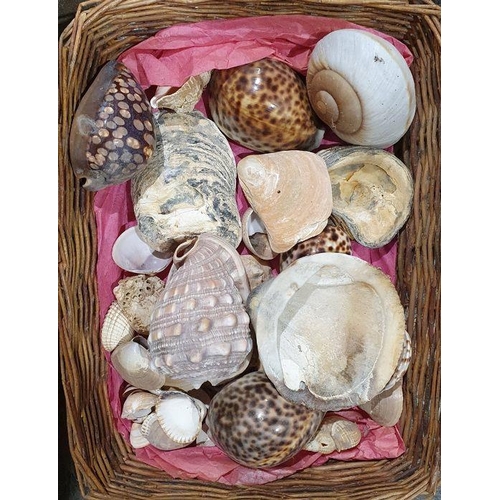 207 - Large quantity of shells, coral, etc