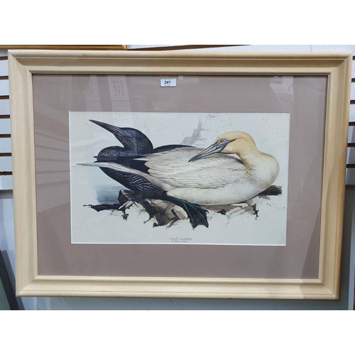 295 - After Edward Lear
 Coloured print of Solan Gannet, 32 x 51cm