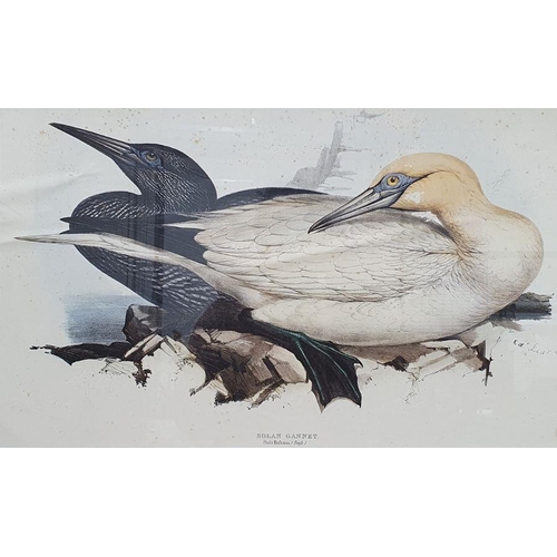 295 - After Edward Lear
 Coloured print of Solan Gannet, 32 x 51cm