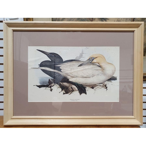 295 - After Edward Lear
 Coloured print of Solan Gannet, 32 x 51cm