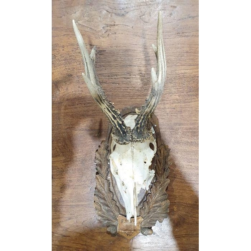 177 - Deer antlers, 11 points, mounted on oak shield and a smaller pair of mounted on relief carved wooden... 