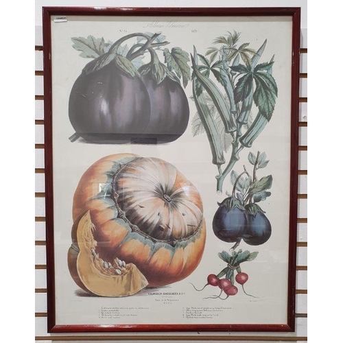 189 - Three framed botanical prints of vegetables by Vilmorin Andrieux Cie., each 62cm x 48cm